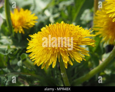 Löwenzahn - Taraxacum officinale. Foto in Lodz, Polen Stockfoto