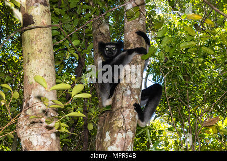 (Indri Indri indri), sitzen auf dem Baum, Akanin'ny nofy finden, Madagaskar Stockfoto