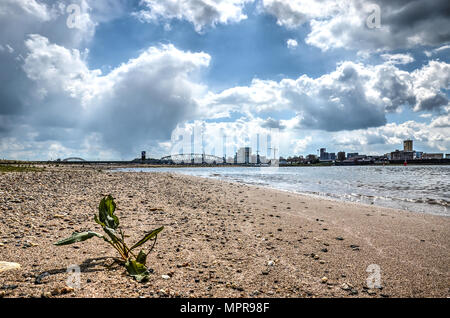 Kleine Anlage auf einem sandigen Strand des Flusses Waal in der Nähe von Nijmegen, Niederlande Stockfoto