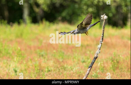 Männliche gemeinsame Kuckuck (Cuculus canorus) im Flug Stockfoto