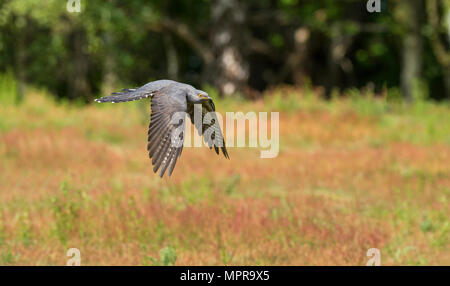 Männliche gemeinsame Kuckuck (Cuculus canorus) im Flug Stockfoto