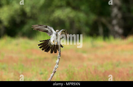Männliche gemeinsame Kuckuck (Cuculus canorus) im Flug, Landung auf einer Stange. Stockfoto