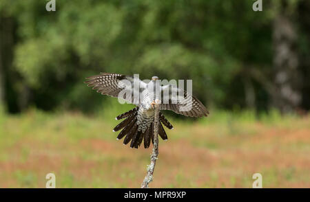 Männliche gemeinsame Kuckuck (Cuculus canorus) im Flug, Landung auf einer Stange. Stockfoto
