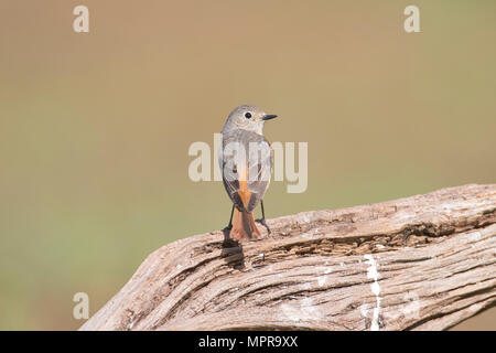 Weiblicher Gartenrotschwanz (Phoenicurus Phoenicurus) Stockfoto