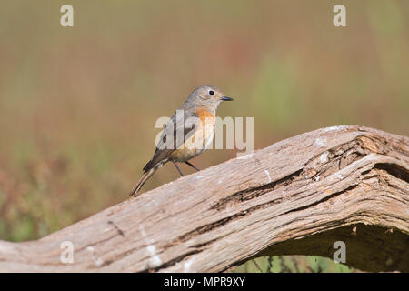 Weiblicher Gartenrotschwanz (Phoenicurus Phoenicurus) Stockfoto