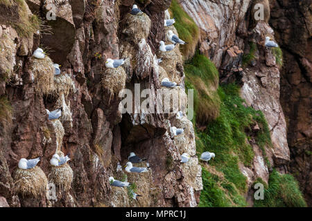 Schottland, Aberdeenshire, bullers von Buchan, nisten Möwen Stockfoto