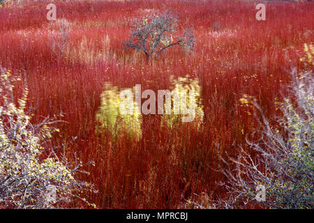 Spanien, Wicker Anbau in Canamares im Herbst Stockfoto