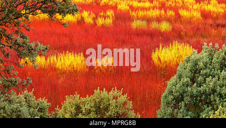 Spanien, Wicker Anbau in Canamares im Herbst Stockfoto