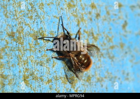 Die einsame Bienenarten Osmia bicornis (oder rote Maurer - Biene), auf einem blauen Post. Stockfoto