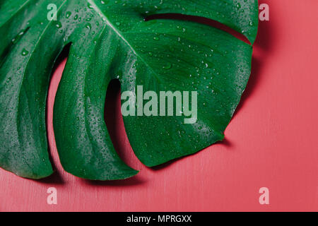 Monstera Blatt auf rosa Hintergrund, Monstera deliciosa Stockfoto