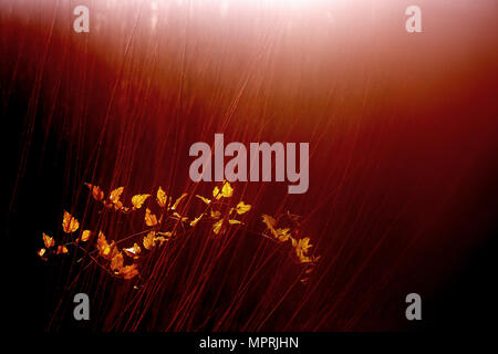 Spanien, Wicker Anbau in Canamares im Herbst Stockfoto