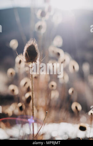 Vertrockneten Distel Stockfoto