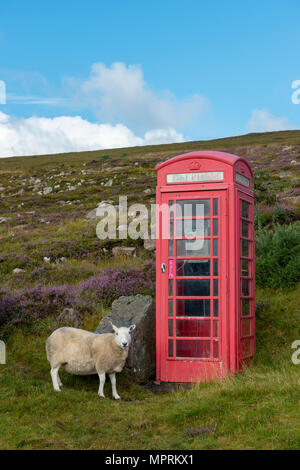 Vereinigtes Königreich, Schottland, Highland, Telefonzelle und Schafe Stockfoto