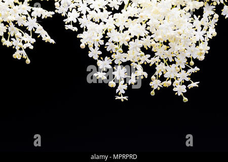 Schöne kleine weiße Blumen auf schwarzem Hintergrund Stockfoto