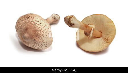 Amanita rubescens Pilze, die Blusher isoliert auf weißem
