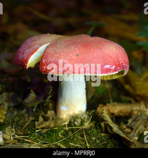 Psathyrella rosea Pilz, die rosigen brittlegill Stockfoto