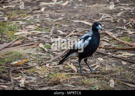 Australische Magpie Gymnorhina tibicen im Wald in Australien Stockfoto