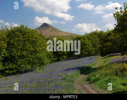 Bluebells im Frühjahr an Roseberry Topping in der Nähe von Great Ayton, North York Moors National Park, North Yorkshire, England, Großbritannien Stockfoto