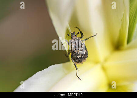 Käfer Käfer oder Beetle oder Juni bug Lateinischer Name oxythyrea funesta in Pollen auf eine Iris Blume in Italien auch als Mediterrane beschmutzt Käfer Stockfoto