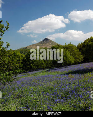 Bluebells im Frühjahr an Roseberry Topping in der Nähe von Great Ayton, North York Moors National Park, North Yorkshire, England, Großbritannien Stockfoto