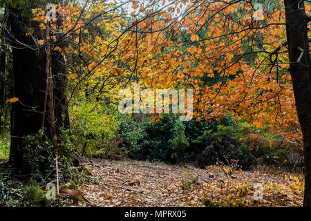 Teppich der Blätter auf dem Mount Dandenong Stockfoto