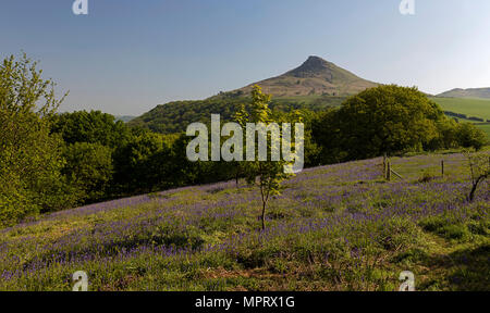 Bluebells im Frühjahr an Roseberry Topping in der Nähe von Great Ayton, North York Moors National Park, North Yorkshire, England, Großbritannien Stockfoto