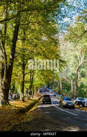 Von Bäumen gesäumten Pfad in Mount Dandenong Stockfoto