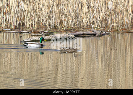 Paar Stockenten männlichen und weiblichen Enten lateinischer Name Anas platyrhynchos Familie Entenvögel schwimmen im Colfiorito Naturschutzgebiet in Italien Stockfoto