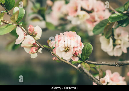 Der schöne Frühling blühen der japanischen Quitte - Chaenomeles Speciosa - Moerloosei in Nahaufnahme. Stockfoto