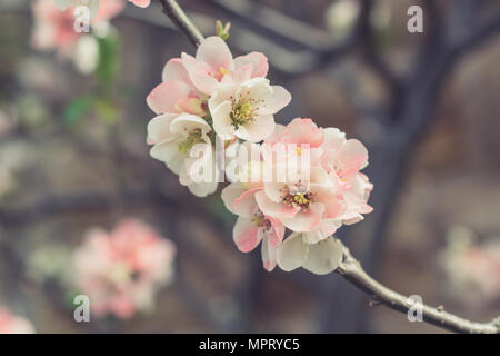 Der schöne Frühling blühen der japanischen Quitte - Chaenomeles Speciosa - Moerloosei in Nahaufnahme. Stockfoto