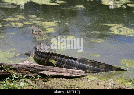 Krokodil in einem Sumpf, Relaxen in der Sonne, Augen öffnen Stockfoto