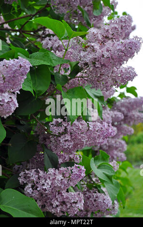 Schönen lila Flieder Frühling an ihrer Spitze Blüte Stockfoto