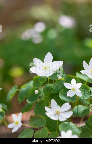 Anemonella Thalictroides. Mayflower Stockfoto