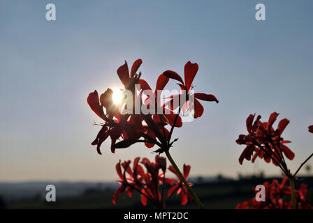 Rosa pelargonium am Abend Sonnenuntergang Stockfoto