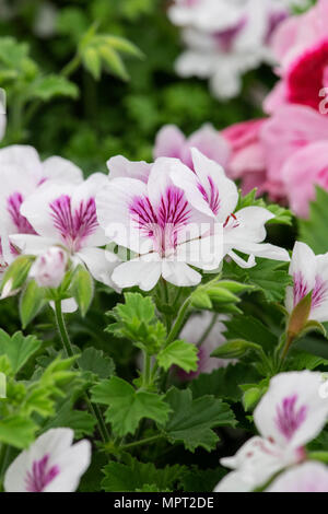 Pelargonium 'Imperial Schmetterling'. Engel Pelargonien. Großbritannien Stockfoto