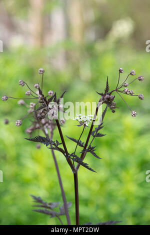 Anthriscus sylvestris 'Ravenswing'. Schwarze Kuh Petersilie im Frühling Garten. Großbritannien Stockfoto
