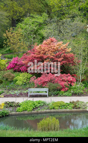 RHS Wisley Gardens im Mai. Surrey, Großbritannien Stockfoto