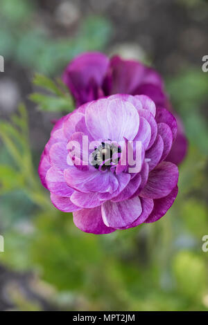 Lila Ranunculus Asiaticus Blüte im Mai in einer britischen Garten Stockfoto