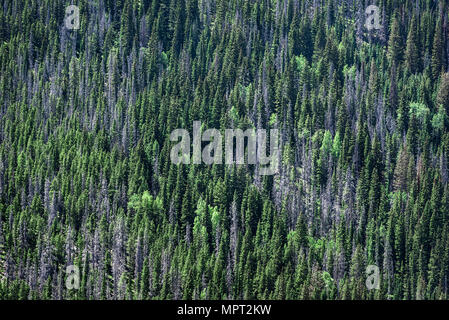 Dichten stand von Berg, Bäume, Rocky Mountain National Park, Colorado, USA. Stockfoto