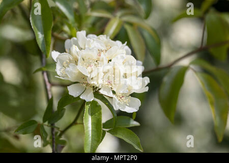 Nahaufnahme einer Rosa banksiae Normalis, die im Mai, England, UK blüht Stockfoto