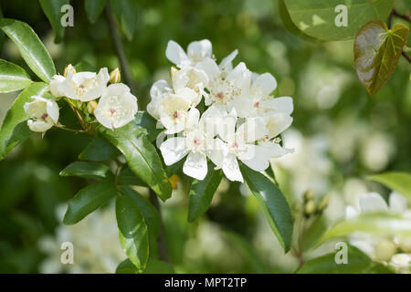 Nahaufnahme einer Rosa banksiae Normalis, die im Mai, England, UK blüht Stockfoto