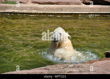 Eisbär aus dem Wasser tropfnass Nach dem Schwimmen Stockfoto