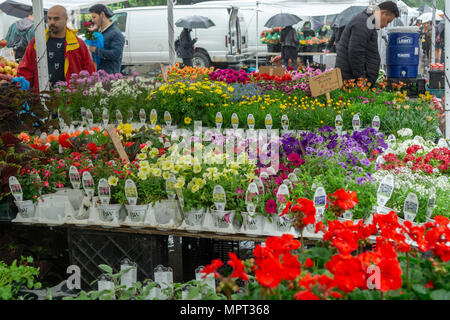 Eine Auswahl an Frühlingsblumen im Union Square Greenmarket in New York am verregneten Samstag, 19. Mai 2018. (Â© Richard B. Levine) Stockfoto
