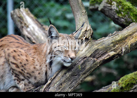 Furry und niedlichen europäischen Lynx auf einem Baum mit seinen Augen geschlossen Stockfoto