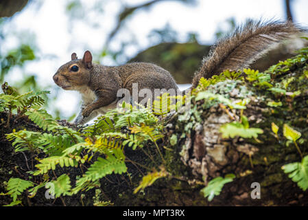 Östlichen grauen Eichhörnchen auf einem Farn bedeckt Eiche Extremität im Lighthouse Park auf Anastasia Island, St. Augustine, Florida. (USA) Stockfoto