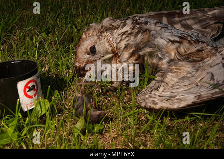 Owl poisoned by rat poison. Eurasian Tawny Owl, Strix aluco Stockfoto