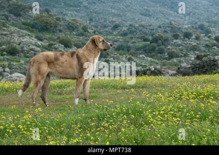 Portrait von Schäferhund in einer Wiese, Rasse Mastin Stockfoto