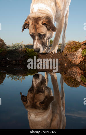 Portrait von Schäferhund im Wasser spiegelt, Mastin Rasse Stockfoto