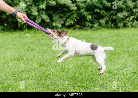 Mann spielt Tauziehen Spiel mit Jack Russell Terrier Hund und Abzieher Spielzeug Stockfoto