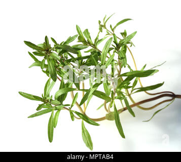 Sommer, Bohnenkraut Satureja hortensis, Stockfoto